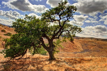 Oak tree landscape on sunny day with clouds in the sky