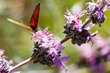 Butterfly resting on a flower on a sunny day