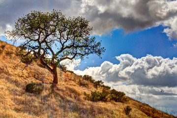 Oak tree landscape on a sunny day with clouds in the sky