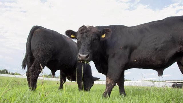 Daily farm. Two adult black bulls without horns chewing fresh yummi grass on field and fighting for food in slow motion