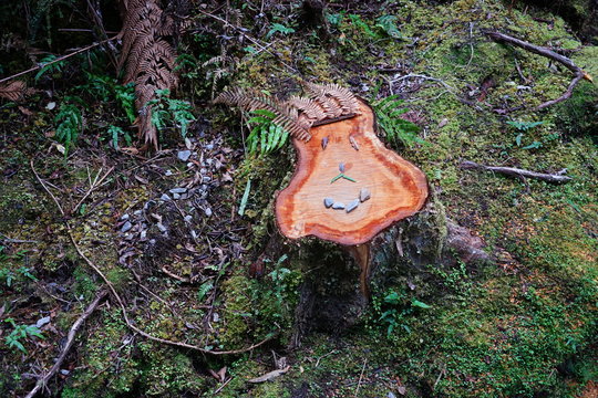 lustiges Gesicht im Wald in Neuseeland