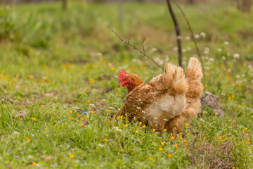 free range chicken  hens in a meadow spring time
