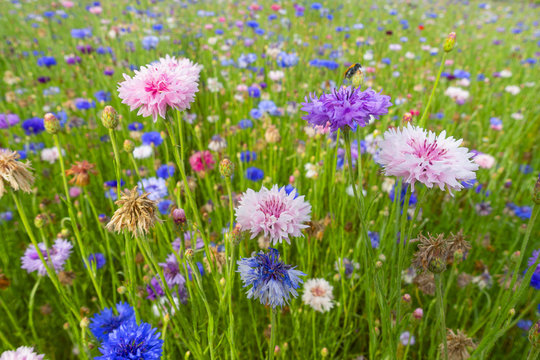 Fototapeta fiordalisi colorati prato di fiori selvatici di stagione sfondo floreale