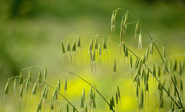 Thin twigs of green oats with many seeds