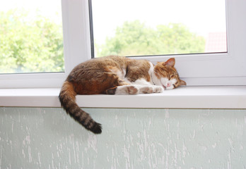 Cat on the window sill © khudoliy