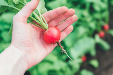 Fresh red radish in hand.