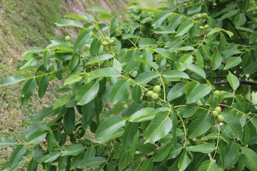 Obraz premium Дерево орех