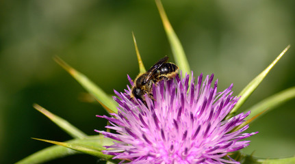 Small bee collecting pollen among the stamens of milk thistle in bloom