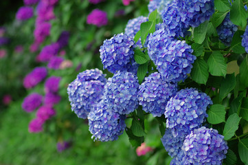 紫陽花