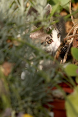 Young European Shorthair cats play with each other 
