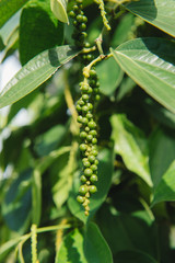 Fresh Piper nigrum on its tree. It's ready for food ingredient and make herb.
