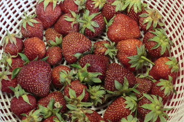 Colander with ripe strawberries, fresh berries with water drops. Concept of vegan food.