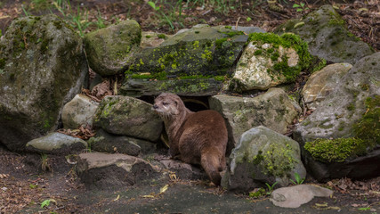 Asian Small Claw Otters