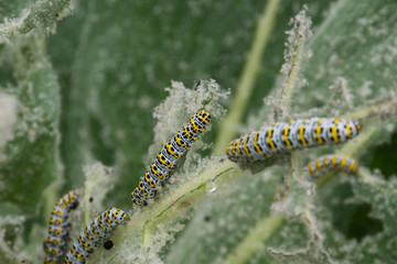 Mullein Cucullia verbasci Caterpillars feeding on garden flower leaves