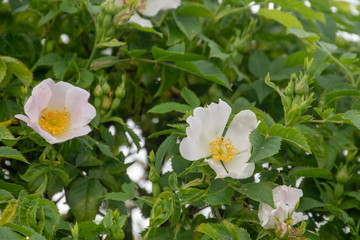 Wild Roses in English Hedgerow Rosa canina dog rose
