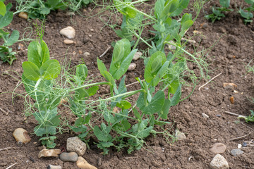 Small Peas growing in field