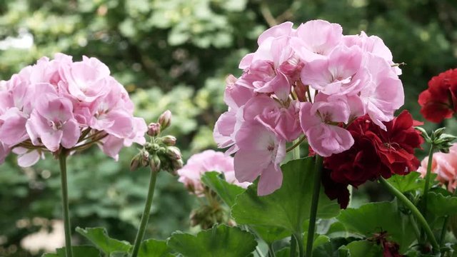 Video blooming begonias (Pelargonium) 