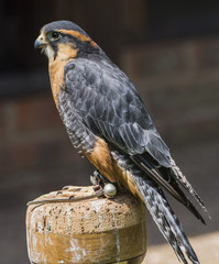 Fototapeta premium Merlin