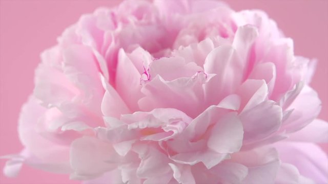 Beautiful pink peony petals background. Blooming peony flower rotation closeup. Beauty spring romantic flower rotated. 4K UHD video 3840X2160