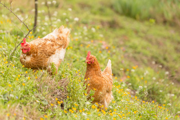 free range chicken  hens in a meadow spring time