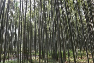 京都　嵐山　竹林