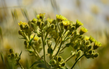 Wild plant with its yellow flowers beginning to sprout, Senecio