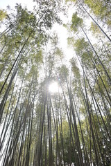 京都　嵐山　竹林