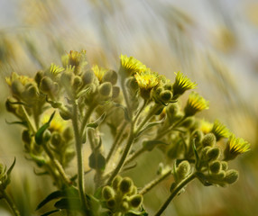 Senecio, wild plant beginning to bloom among the grasses