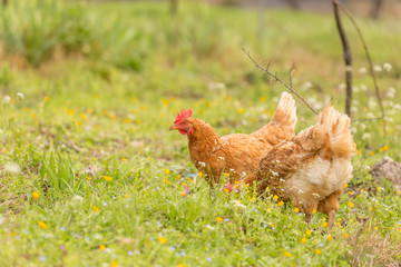 free range chicken  hens in a meadow spring time