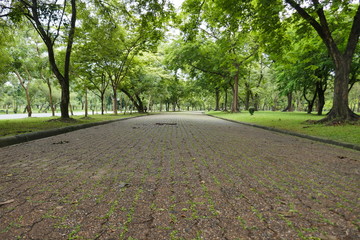 Fototapeta premium Tree in the park