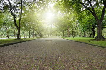 Tree in the park