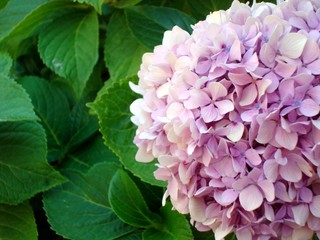 Lilac round flower on a green background.