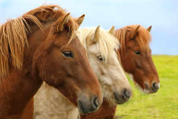 Portrait of purebred Icelandic horses