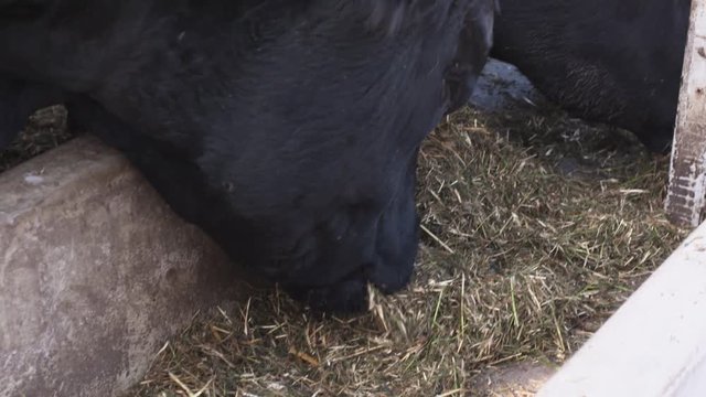 Few black big adult cows without horns hungrily eating taste hay from buckets at corral in slow motion