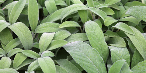 green leaves of sage. Sage is an aromatic herb