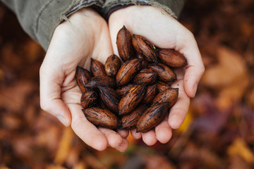 harvesting pecan nuts - obrazy, fototapety, plakaty