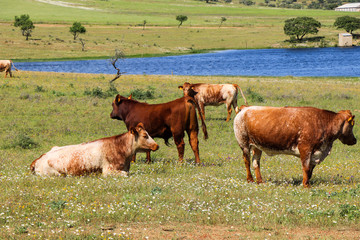 Herd of cows in a field in spring