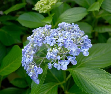 Fototapeta 紫陽花