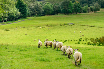 A flock of sheep walking in single file with a field in Scotland.