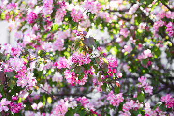 Bright pink sakura flowers on the branches