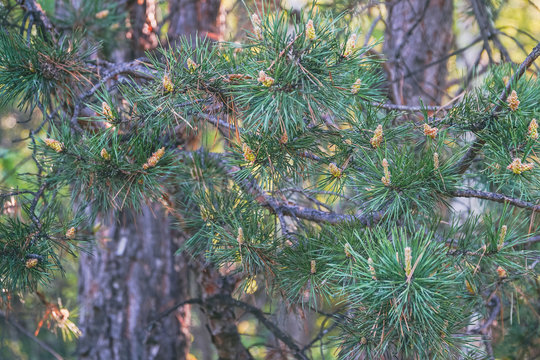 Green branches of the pine trees in the forest