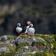 Colorful Atlantic Puffin or Comon Puffin Fratercula Arctica in Northumberland England on bright Spring day