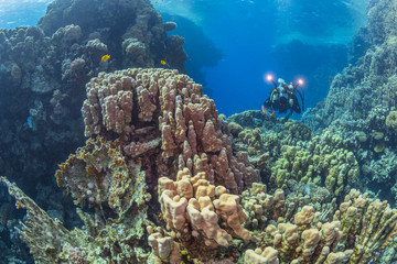 Naklejka na ściany i meble Diver with video camera near the coral reef, Red Sea, Egypt