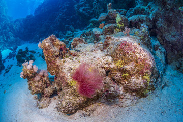 Naklejka na ściany i meble Coral reef in the Red Sea, Egypt