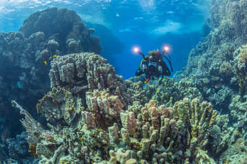 Diver with video camera near the coral reef, Red Sea, Egypt