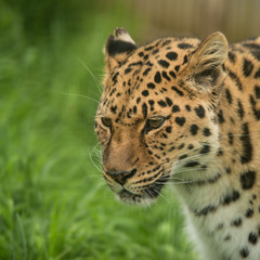 Beautiful close up portrait of Jaguar panthera onca in colorful vibrant landscape