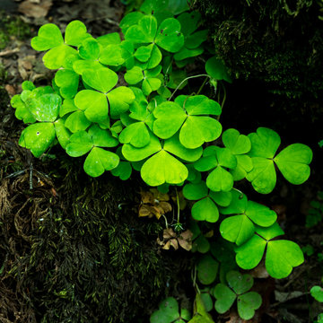 Small vibrant colorful green patch of clover in waterfall landscape setting