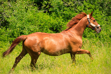 Naklejka premium Strong horse on green pasture