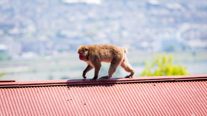 Arshiyama Monkey Park Kyoto 
