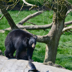 Obraz na płótnie Canvas American Black Bear Ursus Americanus in forest clearing landscape setting